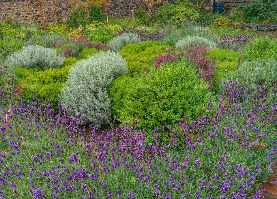 Herb garden in England. Norwich garden in England