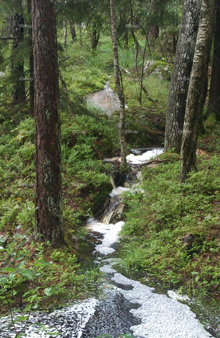 Creek in a forest somewhere in Sweden