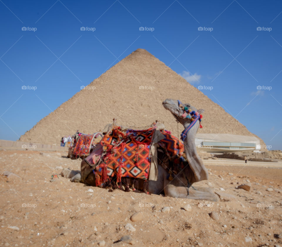 Camel riding experience