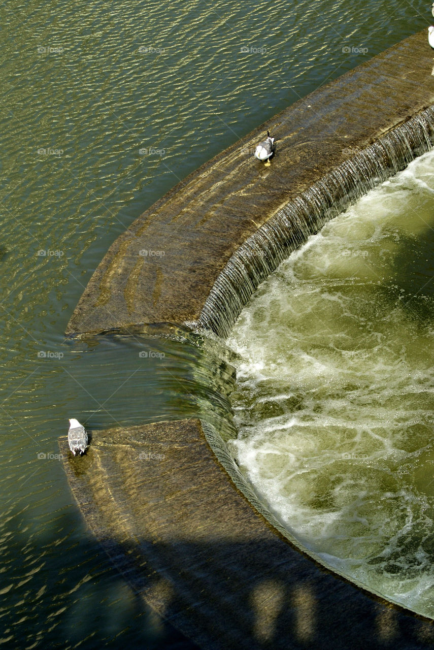 summer lake river ducks by lgt41
