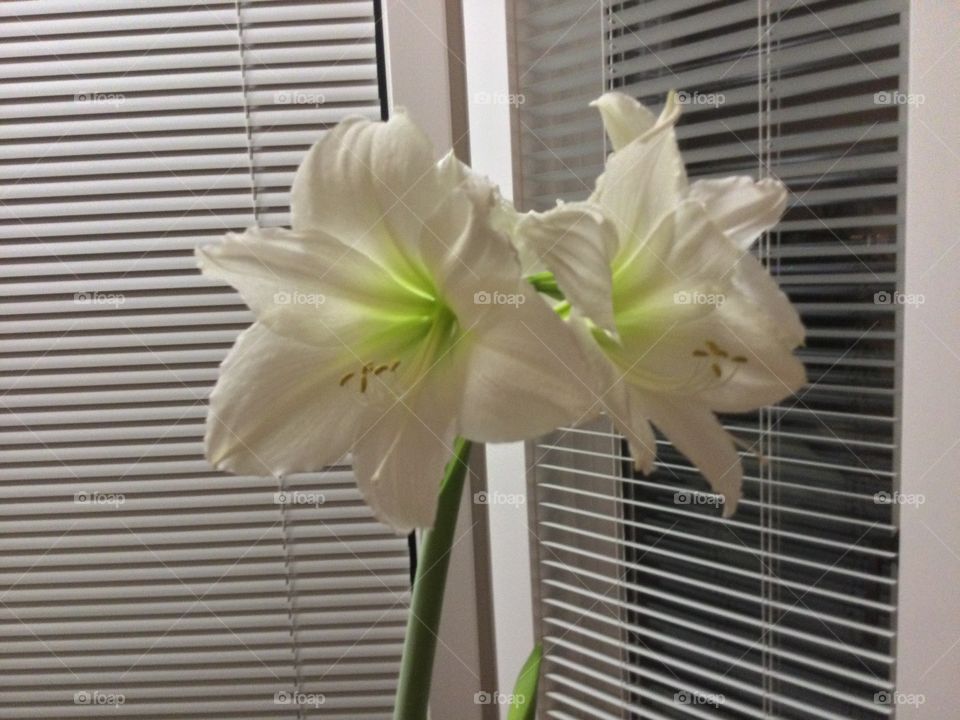 White Lilies in the Home