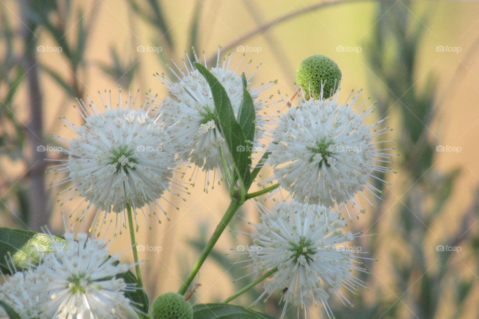 This grows on a tree next to our river