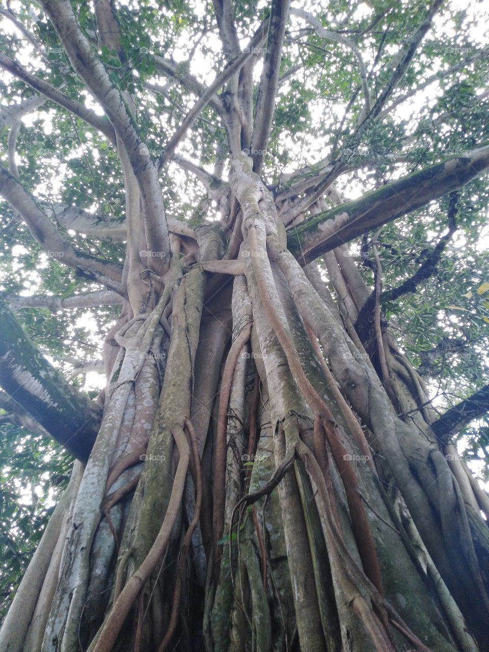 Banyan tree