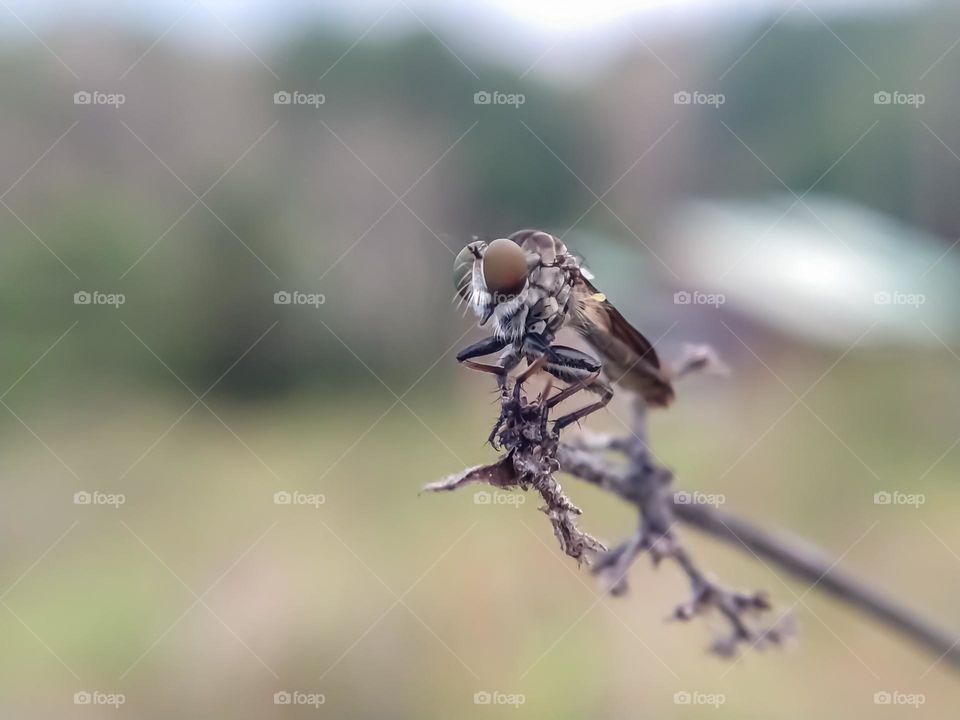 Robber fly over a wooden branch.