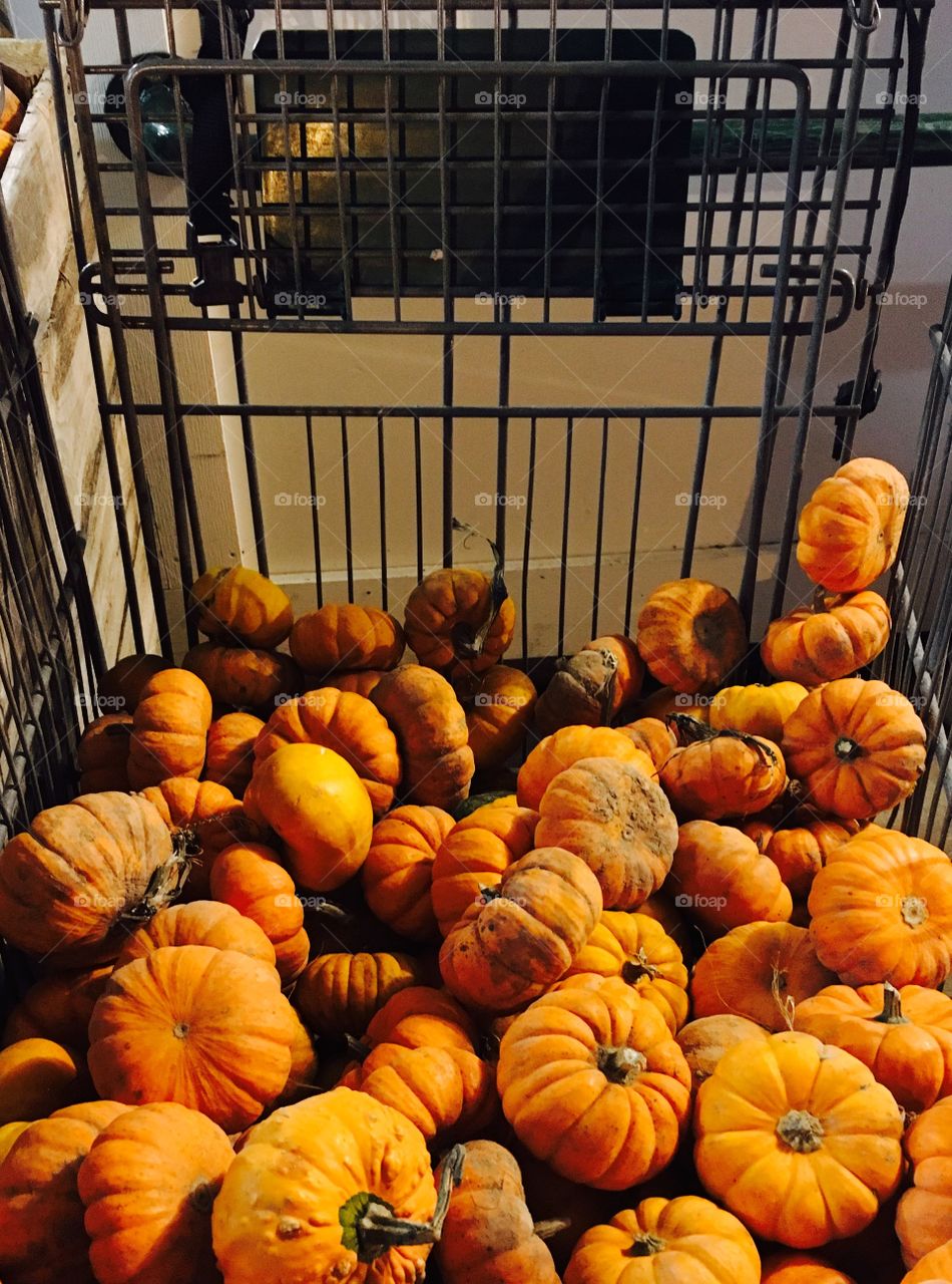 Basket of baby pumpkins!!!