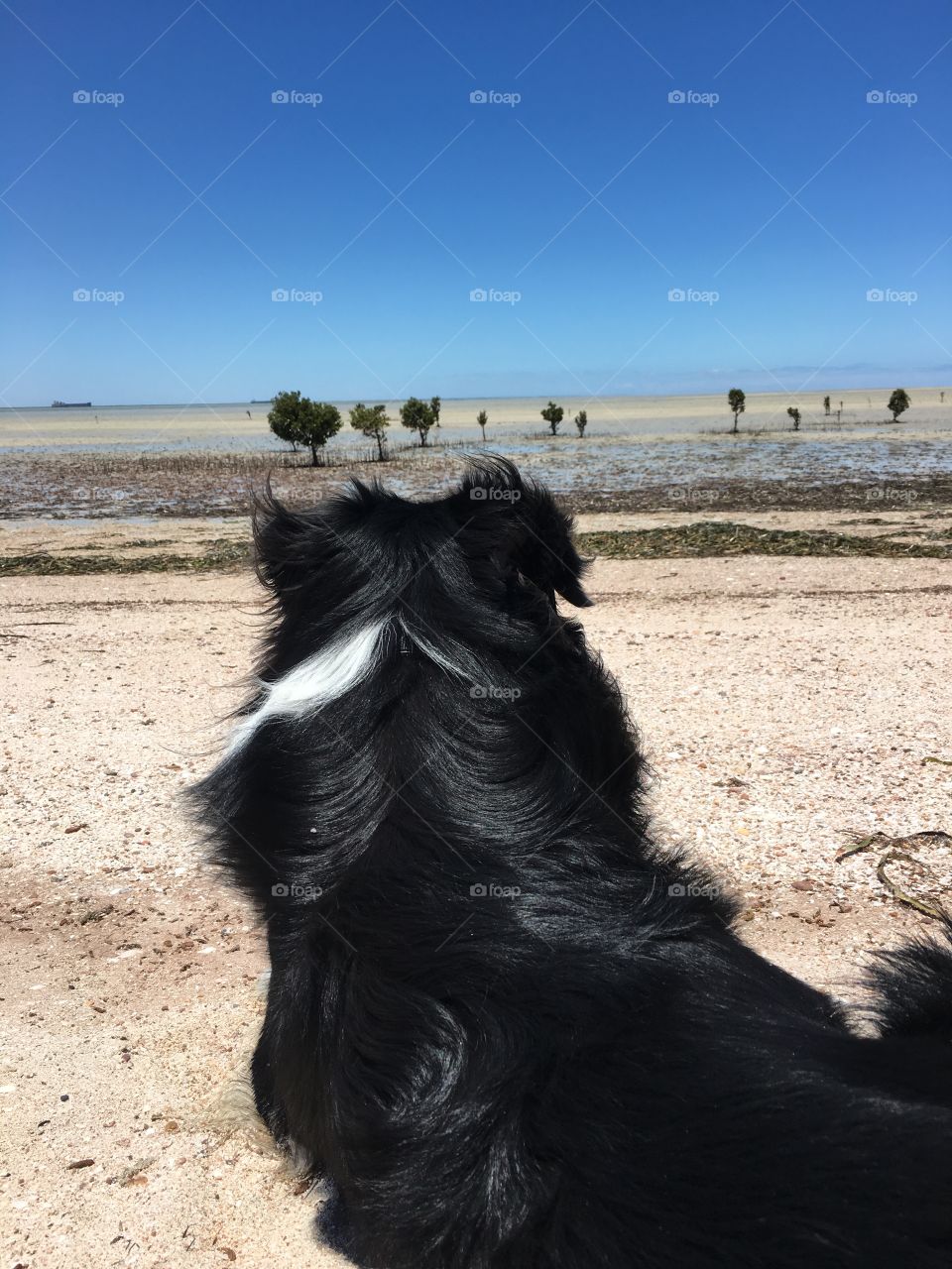 Back view, border collie sheepdog sitting on beach looking out toward ocean