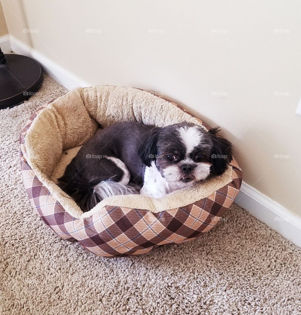 Adorable little dog snuggled up in her cozy little bed.