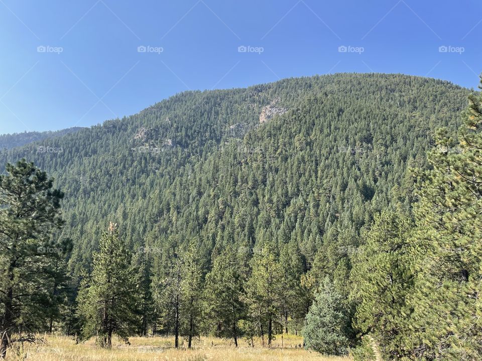 Mountain Trees