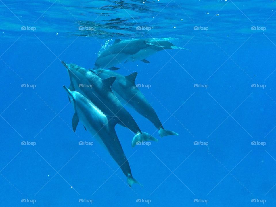 Dolphins