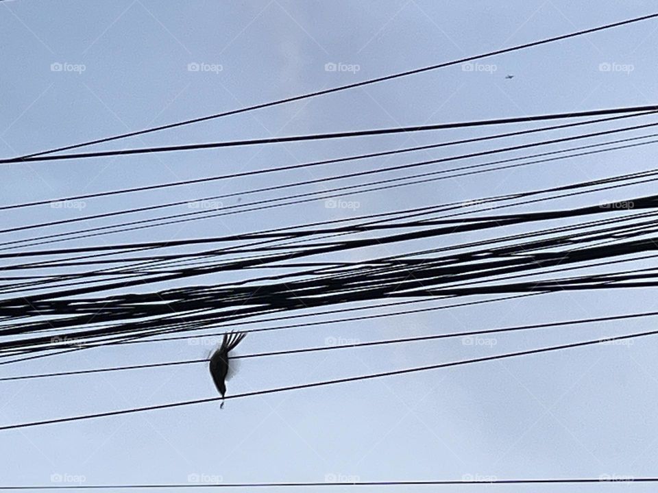 Birds & Bees- Nature in motion.