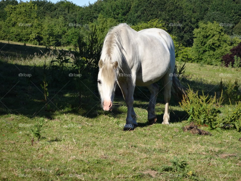 beautiful pony