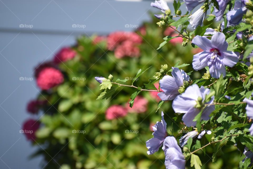 Flowers on Long Beach Island