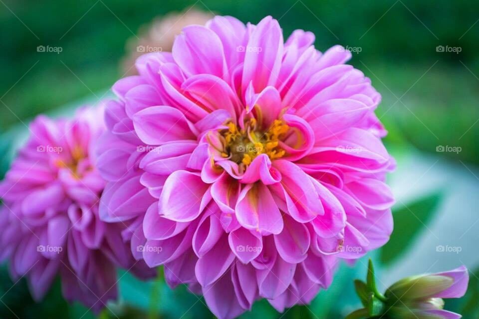 Pink Dahlia