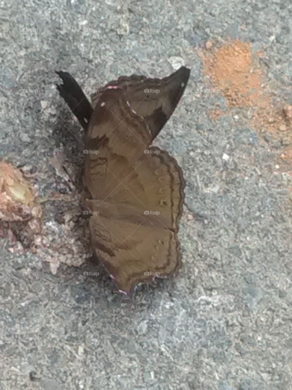 The baterfly injoing are the way.