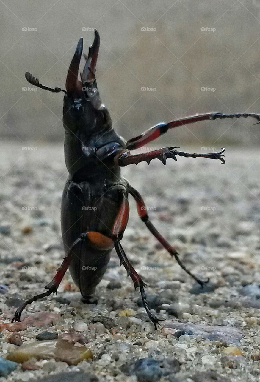 "Dance Fight". Children found this Stag Beetle in my driveway. Summer 2014.