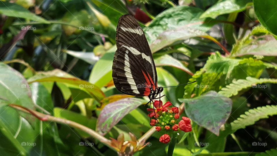 Butterfly on the small red flower