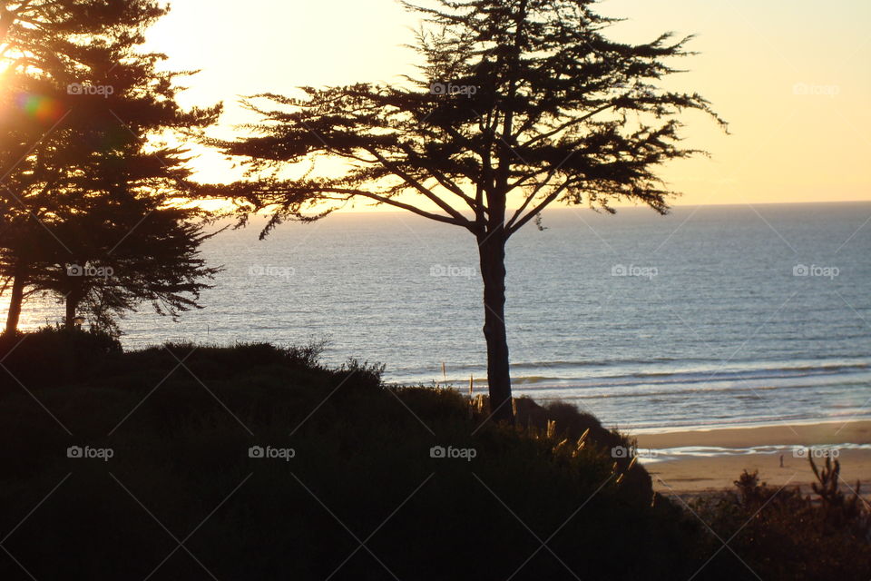 beach tree