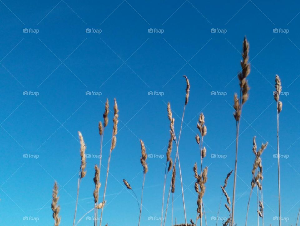 Nature, Sky, No Person, Summer, Flora