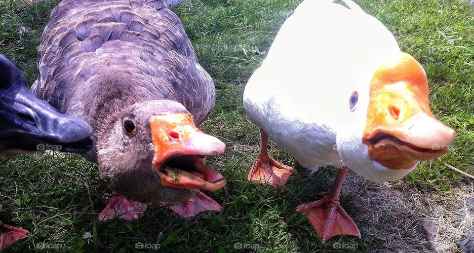 Angry ducks