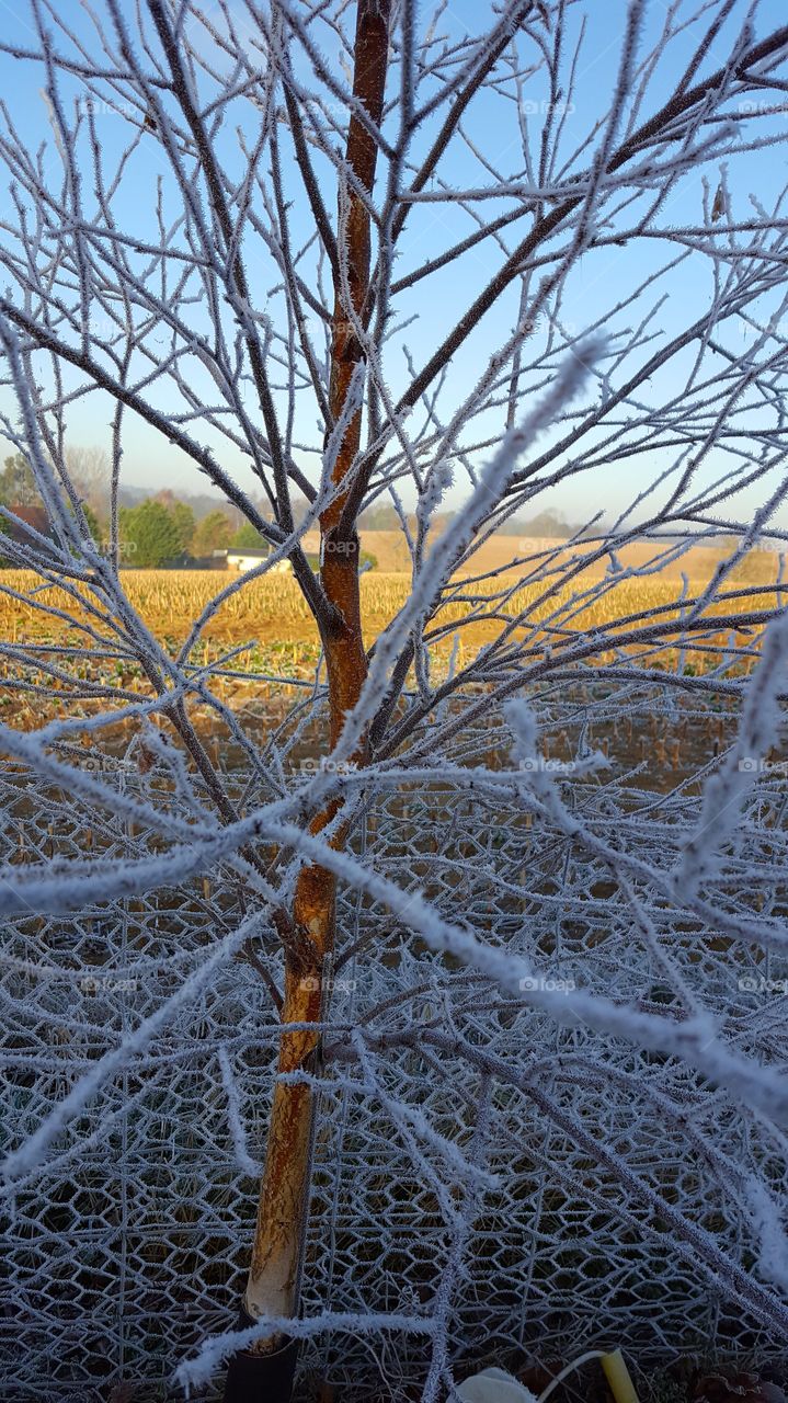 A Sharp Frost