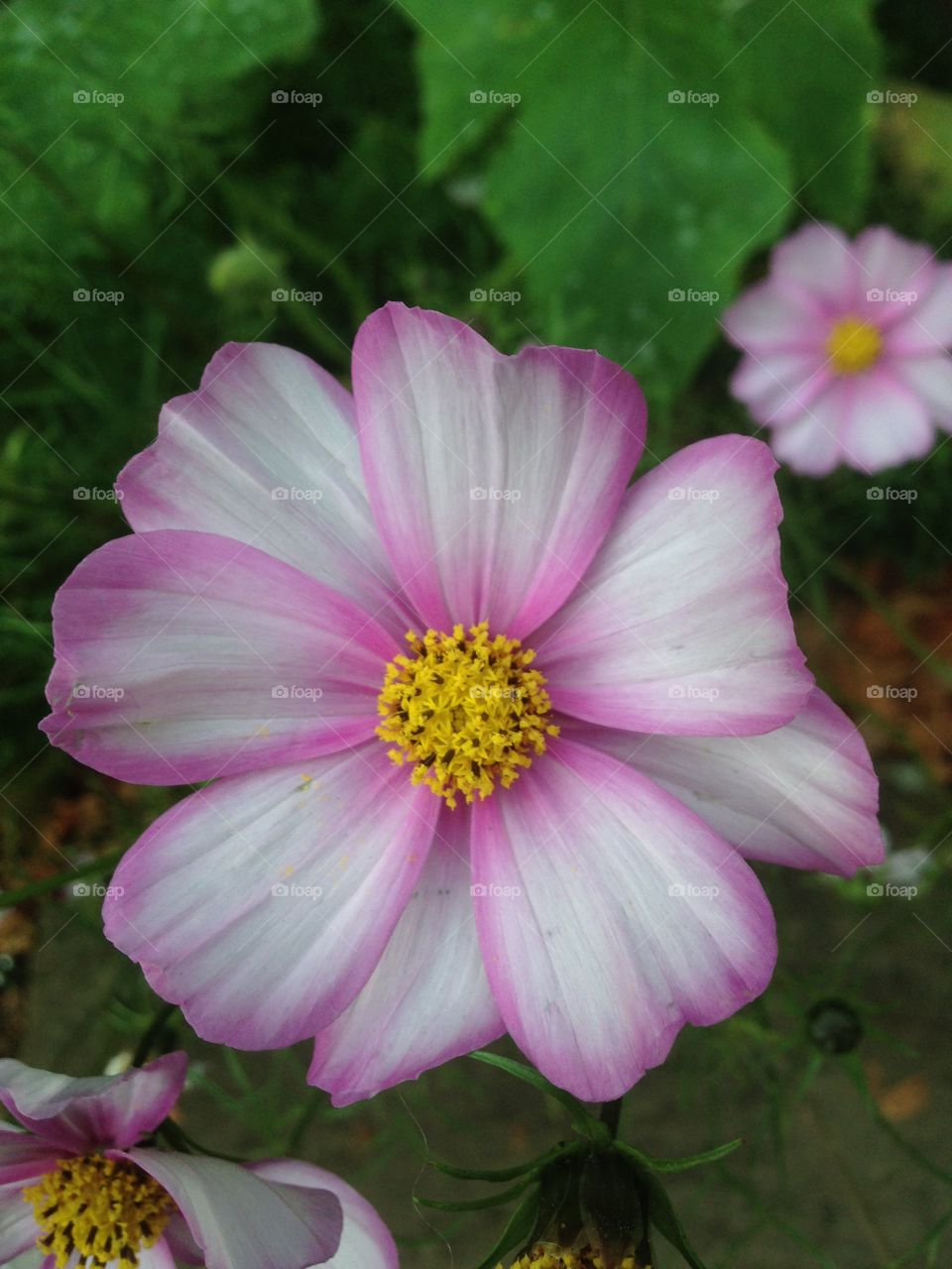 Pink flower