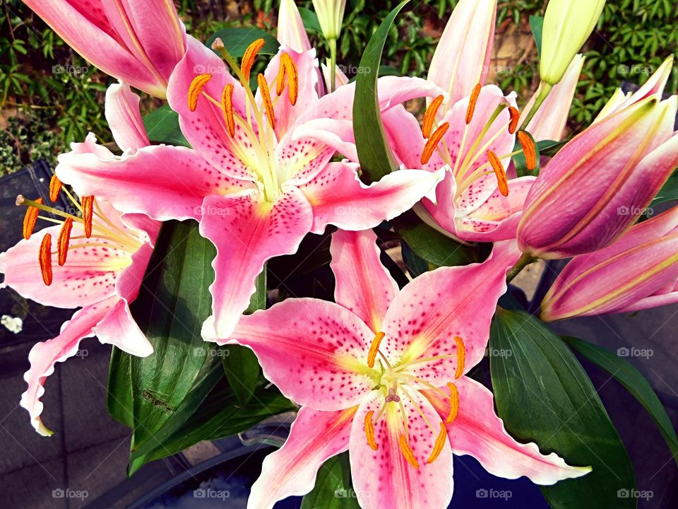 Oriental Lily in bloom