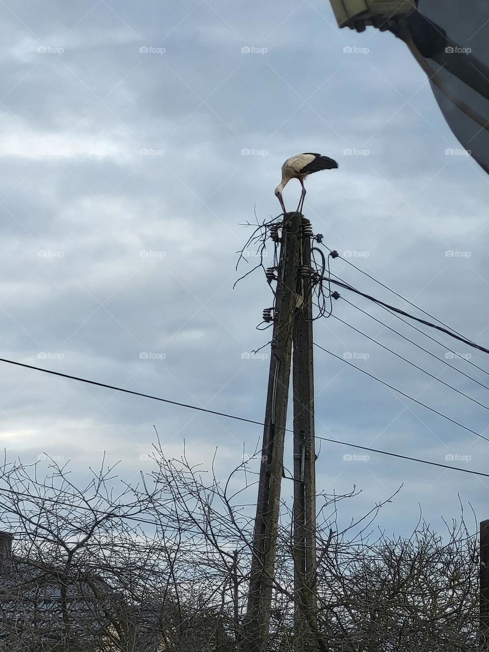 stork