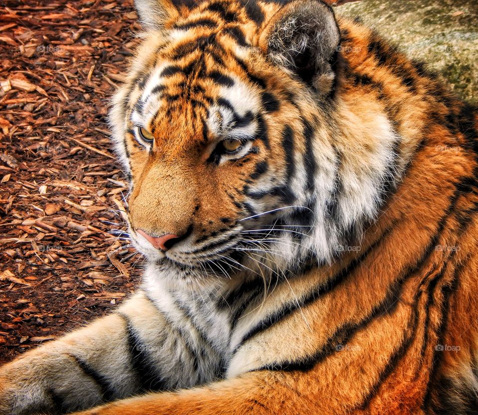 tiger up close