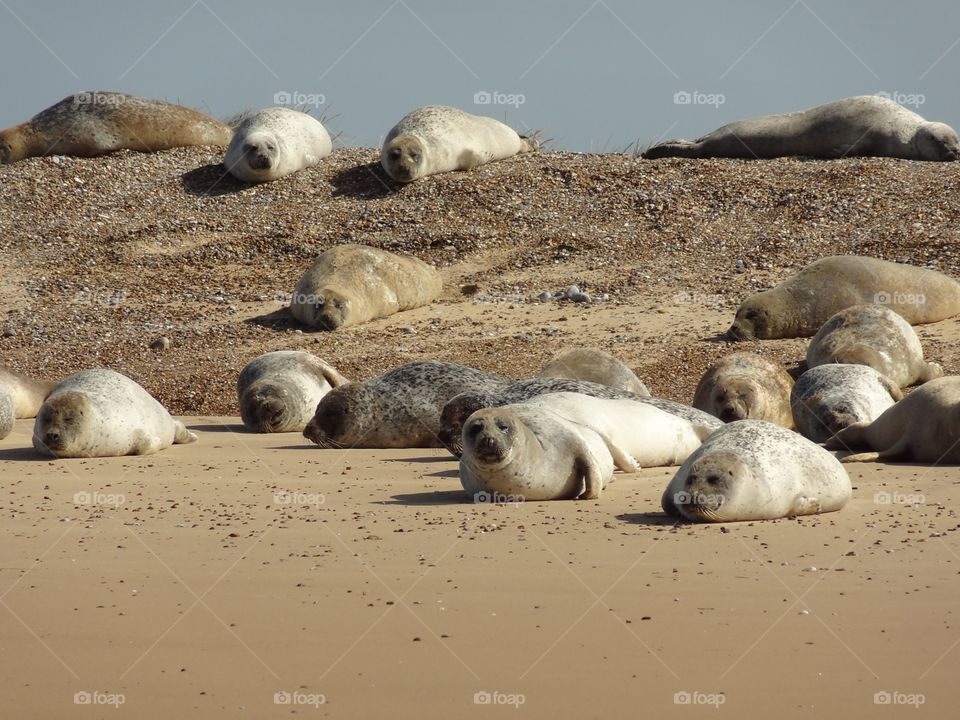 Seal beach 