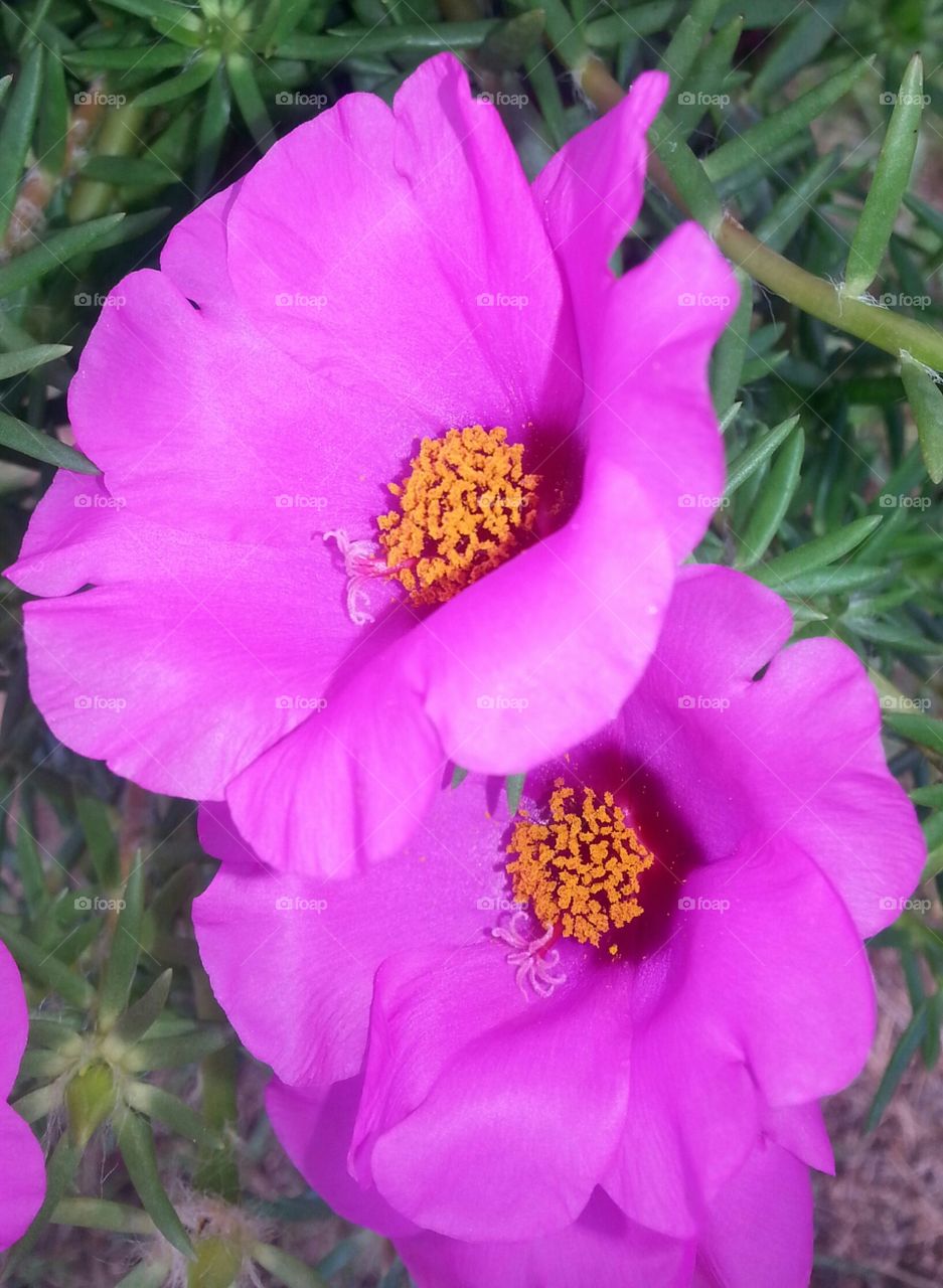 portulaca