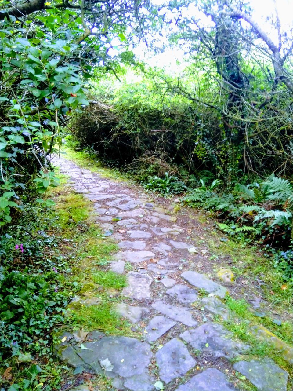 The Path.