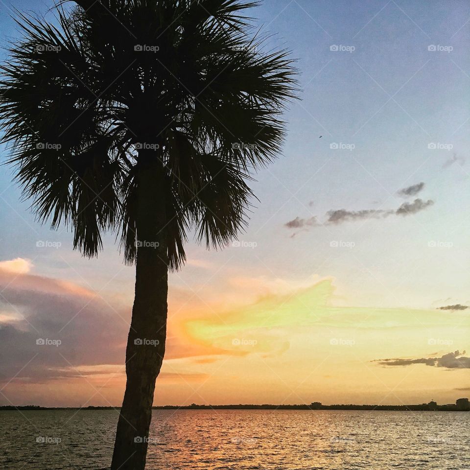 Sunset palm tree