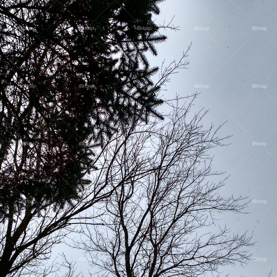 winter trees. wisconsin winter