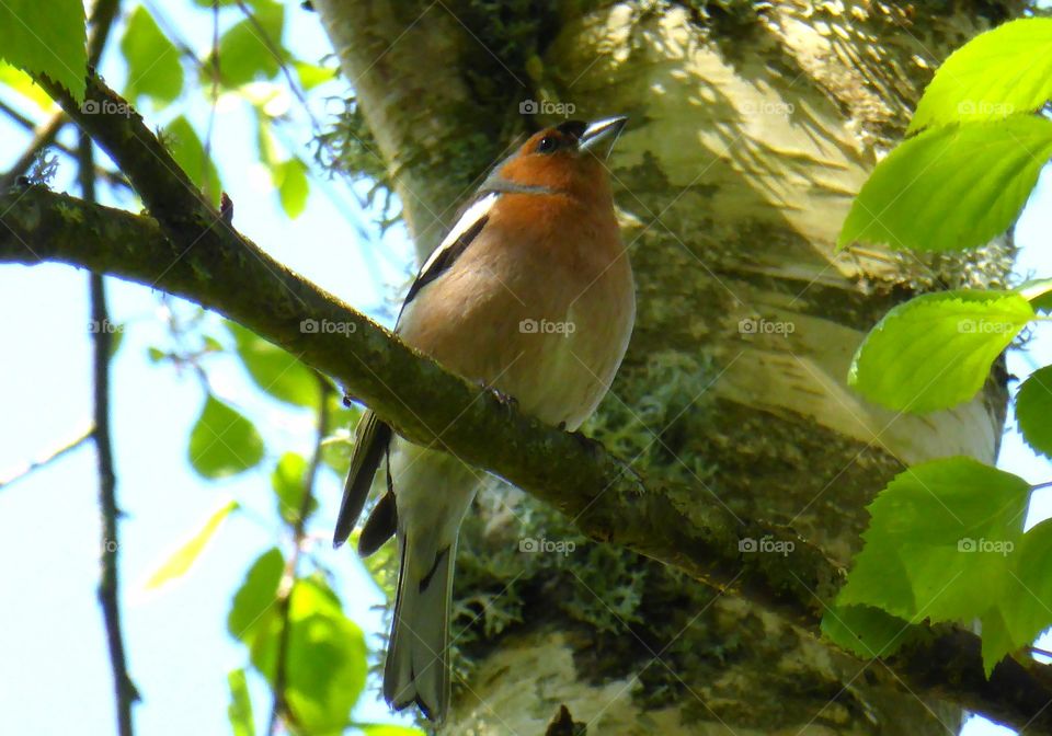 chaffinch