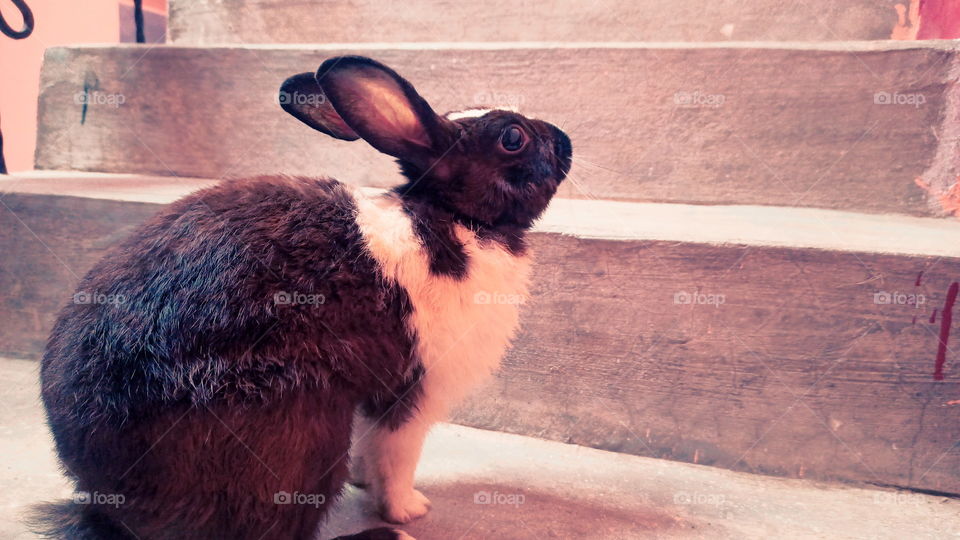 Rabbit Nice Look India