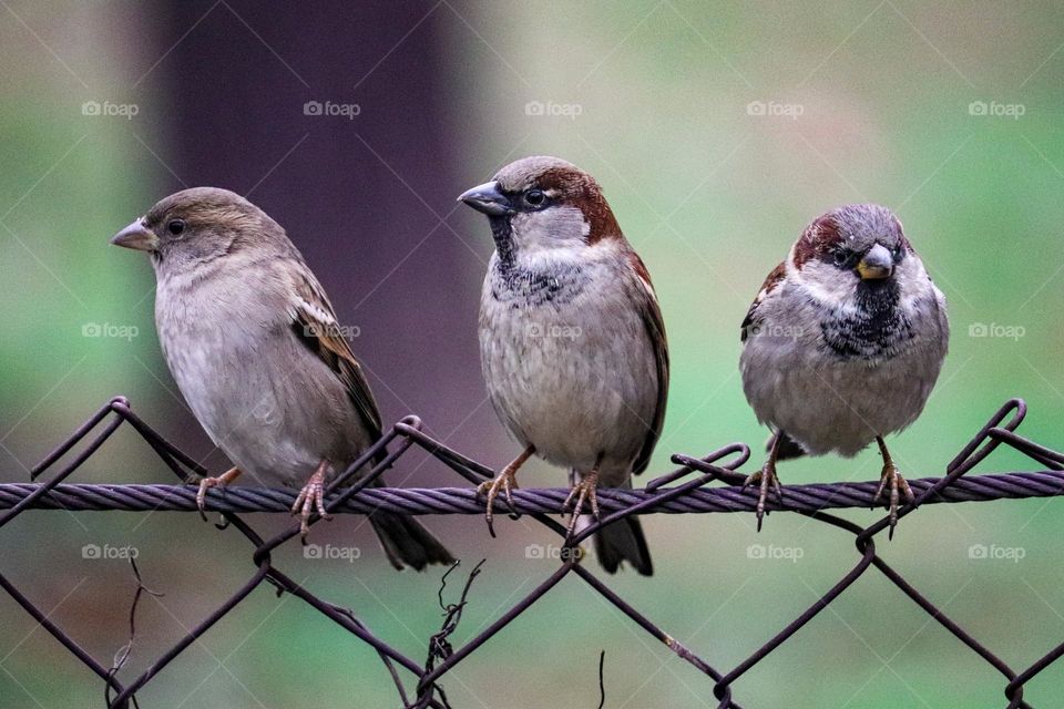 A sparrow on a wire fence