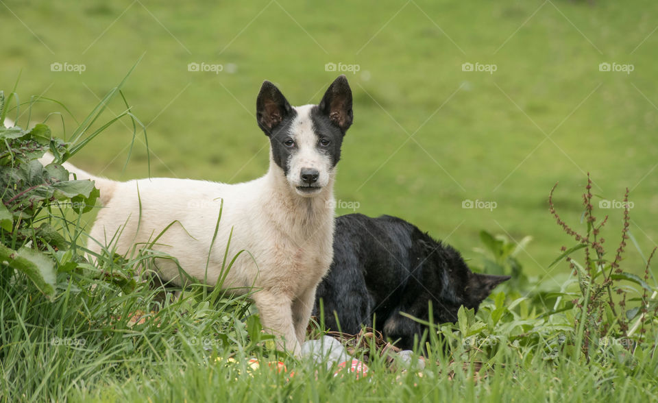 A young dog all set for a portraiture