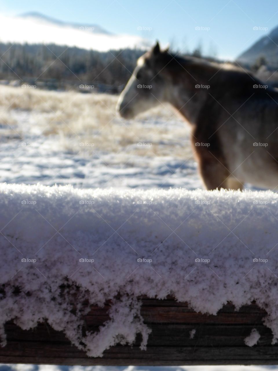 Horse in the snow