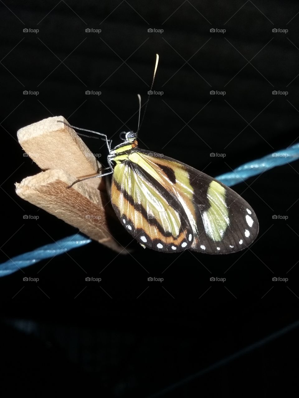 Picture taken at night of a butterfly on the clothespin on the clothesline.