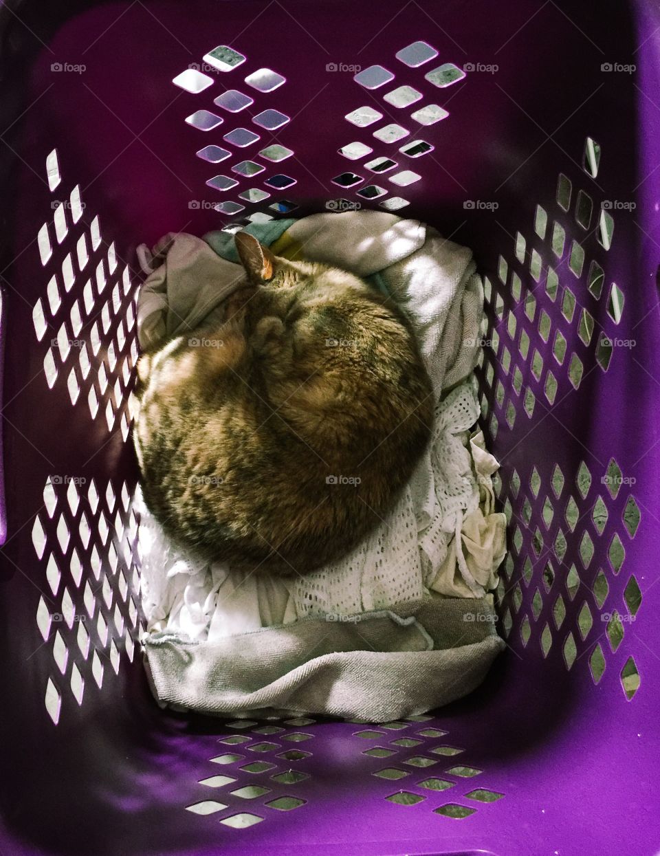 Cat sleeping in laundry basket 
