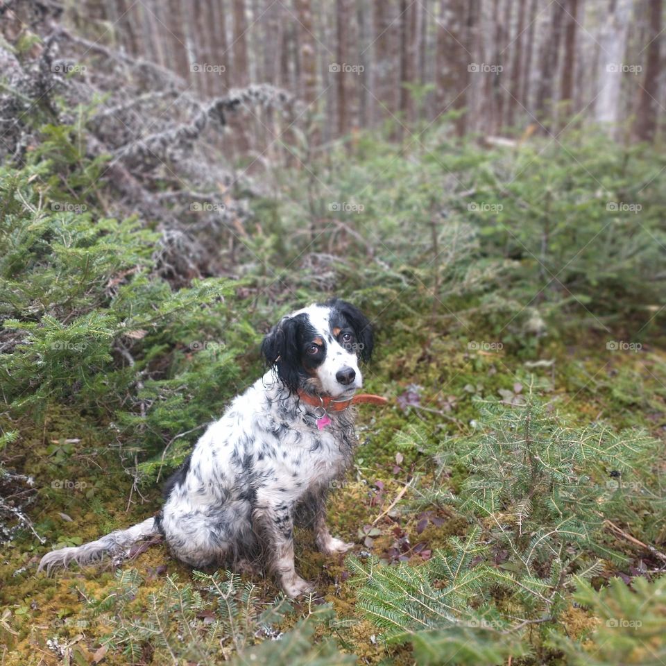 dog in the woods