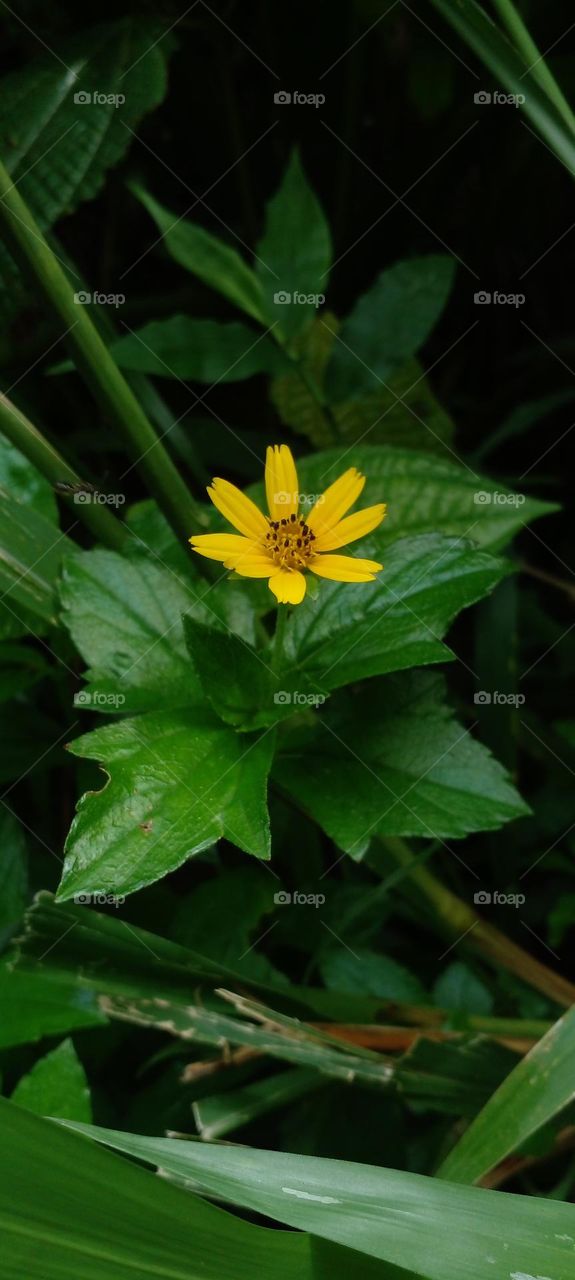 naturelove, beautiful, flowers, yellow, green, morning, click
