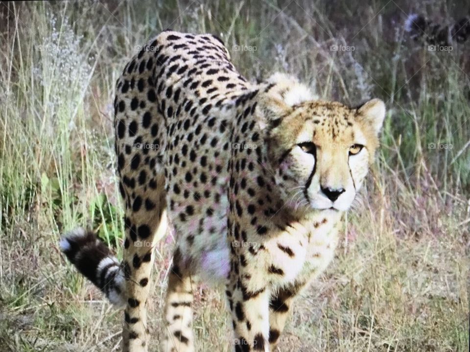 Stalking cheetah 