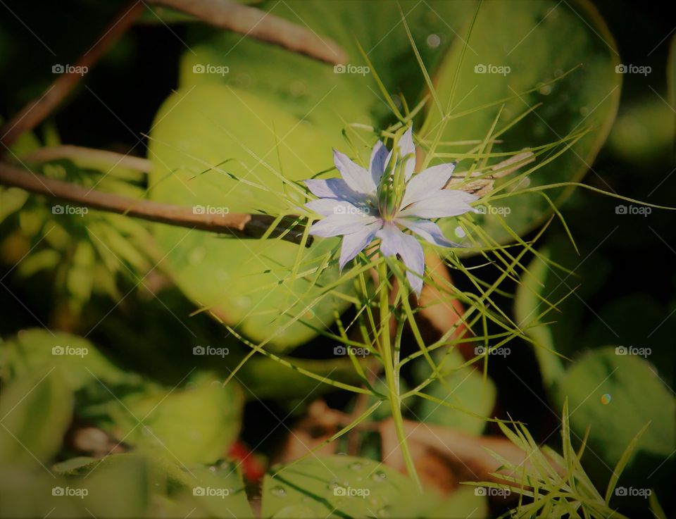 a beautiful spring morning in Sacramento California.