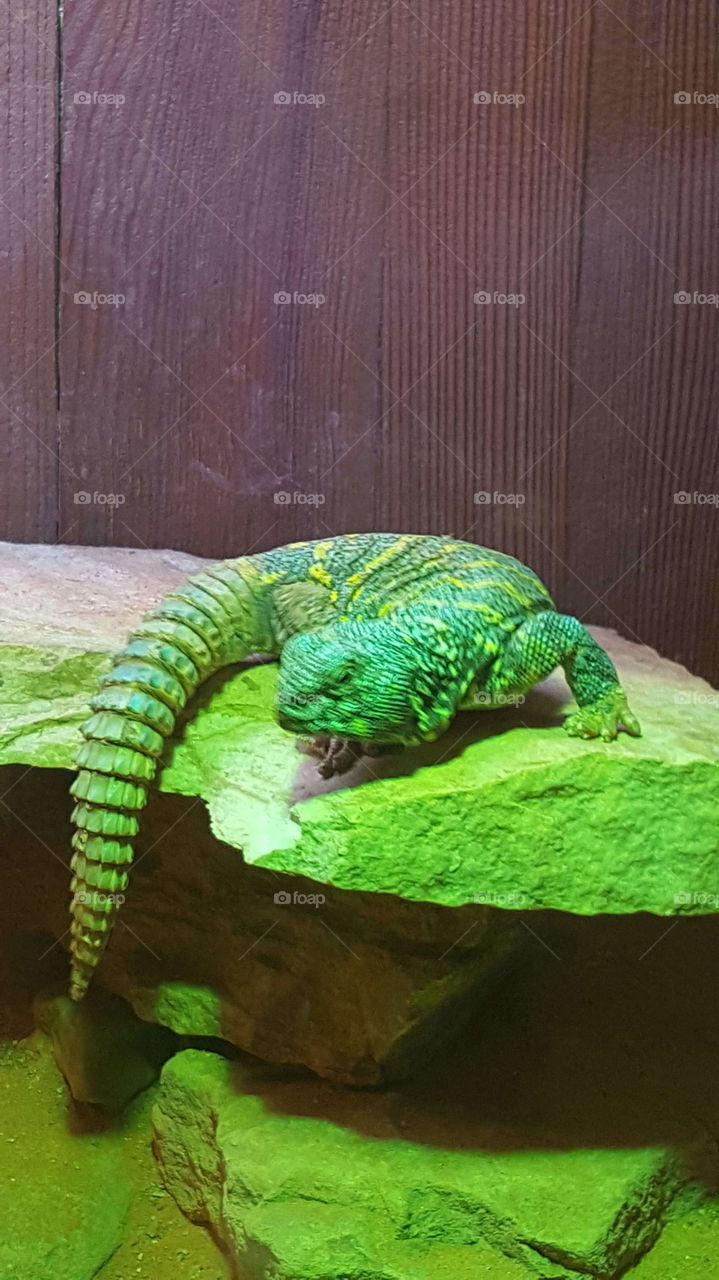 Chameleon