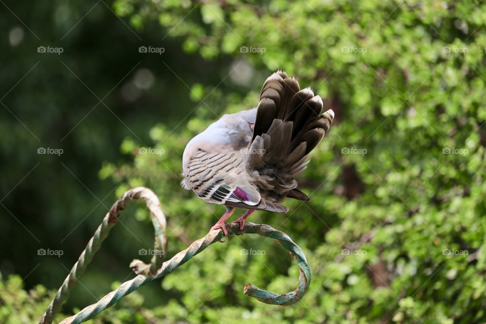 Top knot crested pigeon on a perch outdoors pruning its feathers