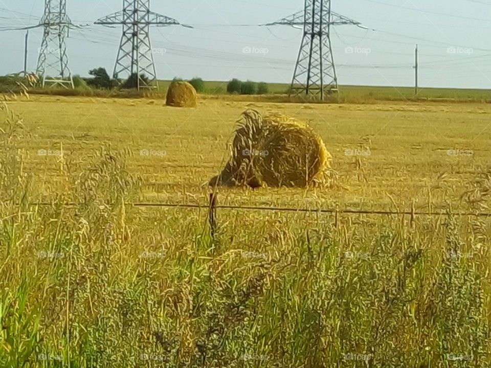 русское поле