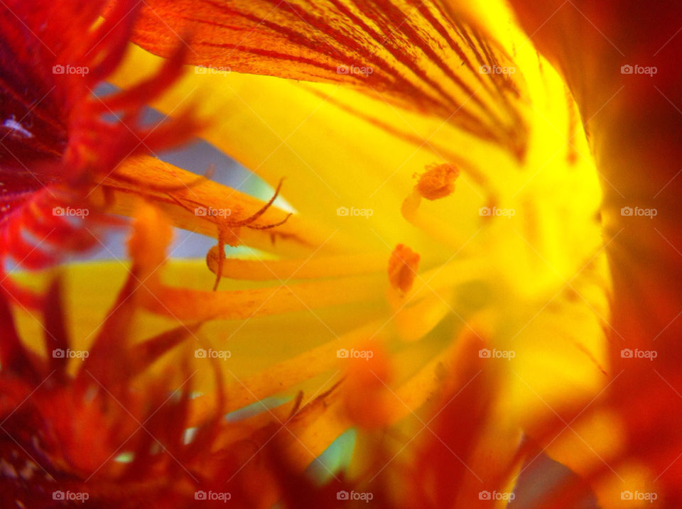 Close-up of yellow flowers