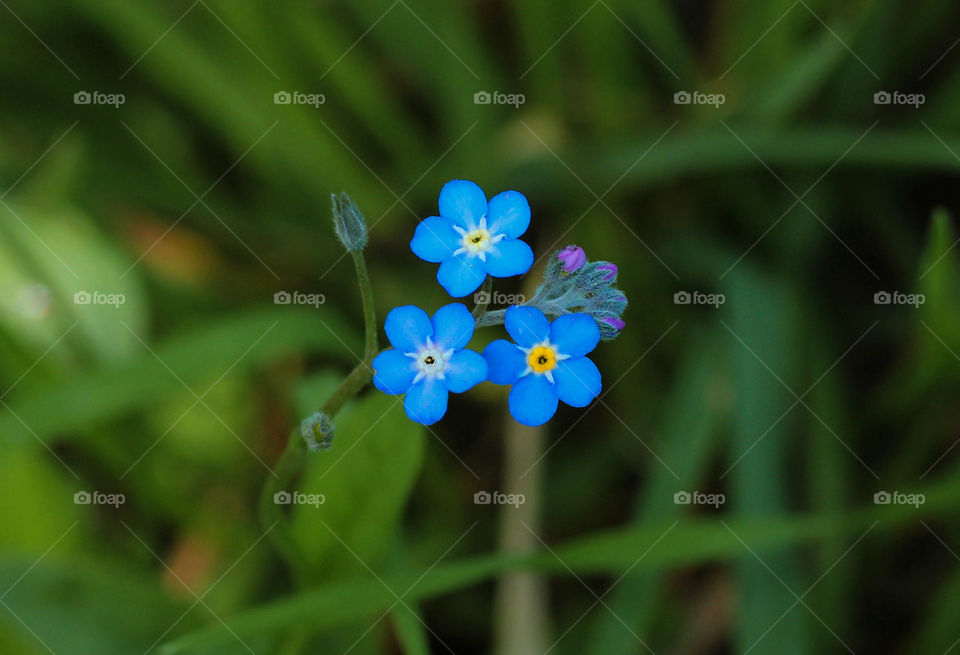 Beautiful blue flower head, closeup