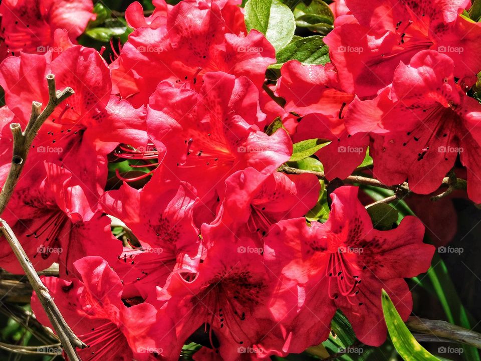 Red Azalea 